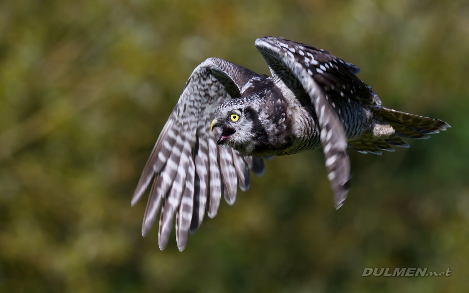 01 Northern hawk-owl (Surnia ulula)